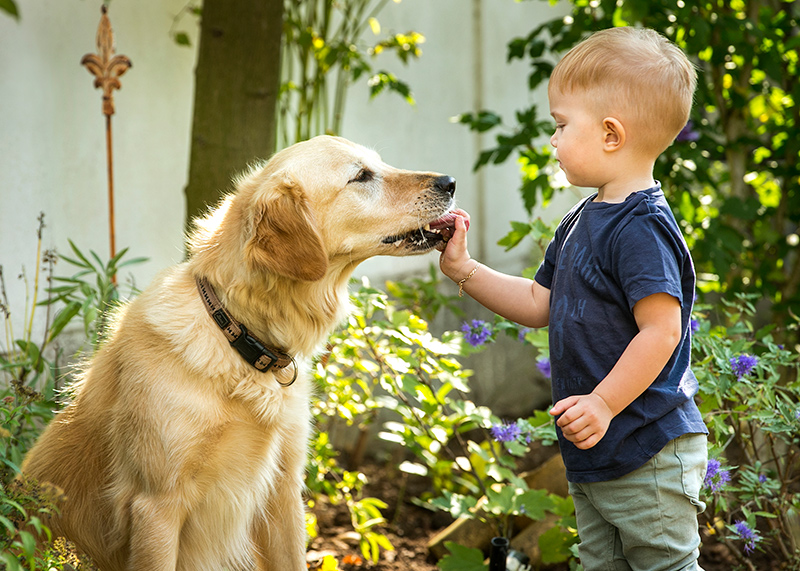 malerei_zinkl_service Ein kleiner Bub füttert einen Golden Retriever Hund mit Leckerlies